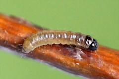 Tortricodes alternella