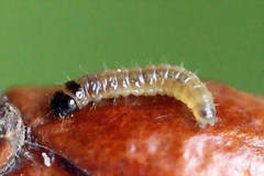 Tortricodes alternella