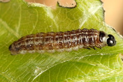 Tortricodes alternella