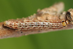 Tortricodes alternella