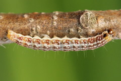 Tortricodes alternella