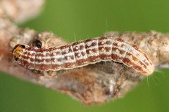 Tortricodes alternella