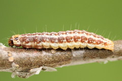 Tortricodes alternella