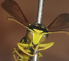 Polistes associus