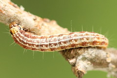 Tortricodes alternella