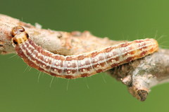 Tortricodes alternella