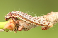 Tortricodes alternella