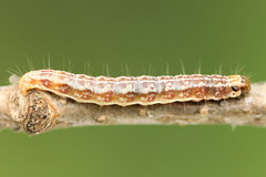 Tortricodes alternella