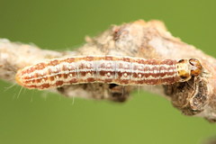 Tortricodes alternella