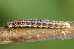 Tortricodes alternella