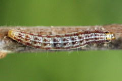 Tortricodes alternella