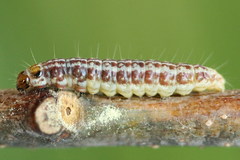 Tortricodes alternella