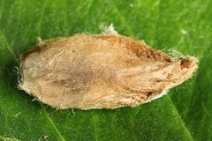 Tortricodes alternella