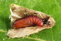 Tortricodes alternella