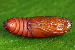 Tortricodes alternella