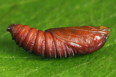 Tortricodes alternella