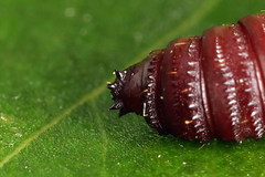 Tortricodes alternella