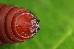 Tortricodes alternella