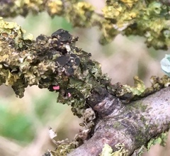 Xanthoriicola physciae