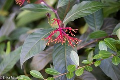 Palicourea croceoides