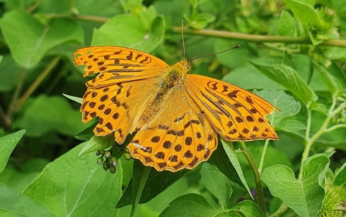 Argynnis paphia