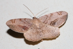 Chiasmia brongusaria