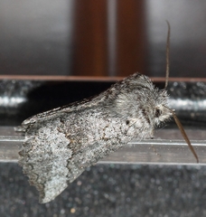 Drepanogynis interscripta