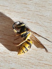 Vespula germanica