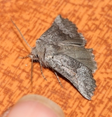 Drepanogynis interscripta