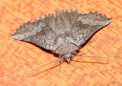 Drepanogynis interscripta