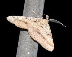 Isturgia deerraria