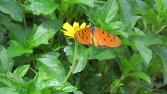 Acraea terpsicore
