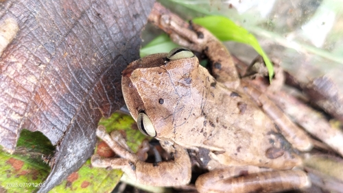 Rio Apurimac Tree Frog, Boana palaestes