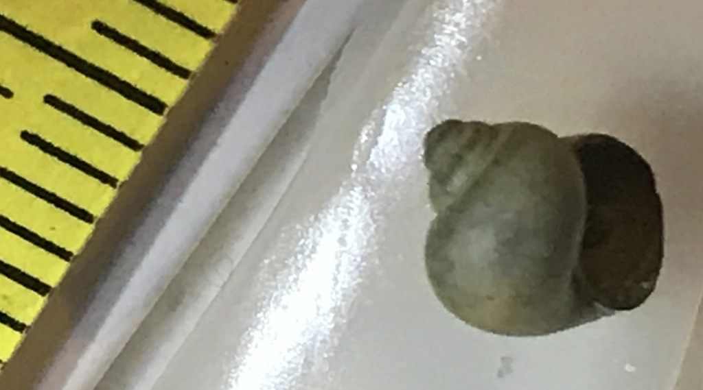 Green River Pebblesnail