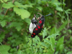 Zygaena