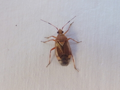 Deraeocoris flavilinea