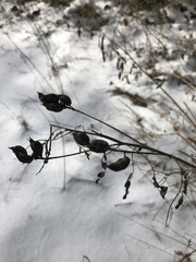 Astragalus neglectus