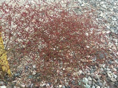 Eriogonum deflexum
