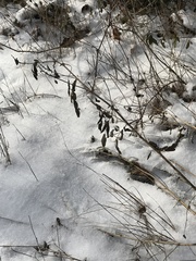 Astragalus neglectus