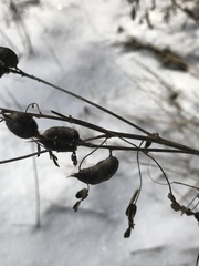 Astragalus neglectus