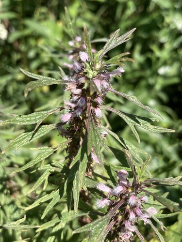 Leonurus glaucescens (Leonurus glaucescens)