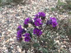 Phacelia crenulata