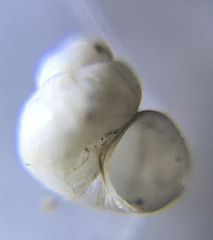 Pyrgulopsis