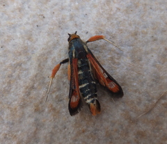 Pyropteron chrysidiforme