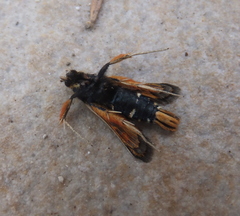 Pyropteron chrysidiforme