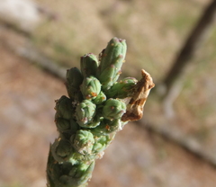 Phalonidia contractana