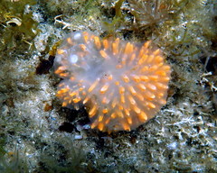 Polycitor giganteus