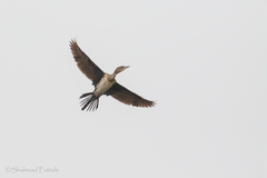 Pygmy Cormorant photo 6