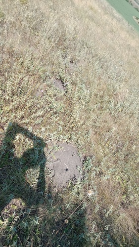 Podolsk Mole Rat