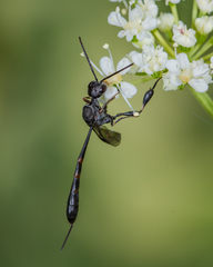 Gasteruption assectator